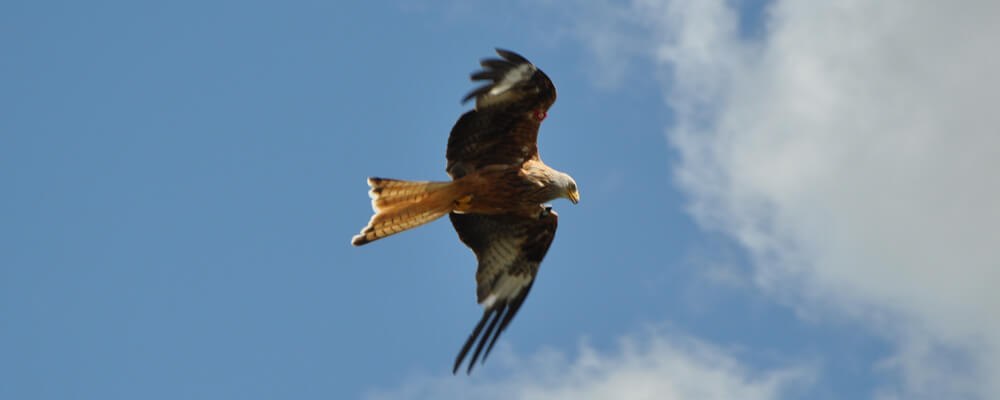 cambrian mountains red kite