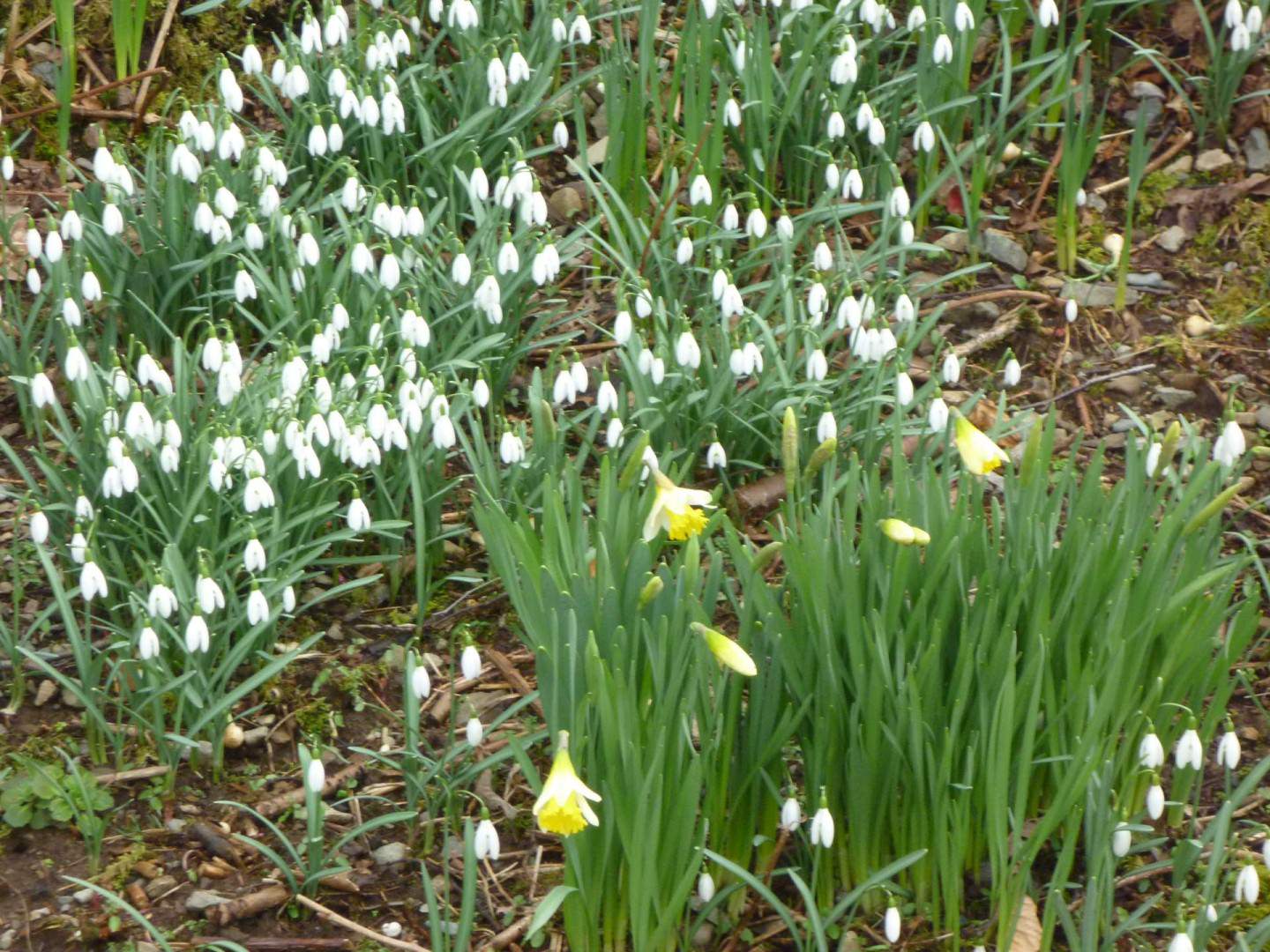 Snowdrops on the Cambrian Way