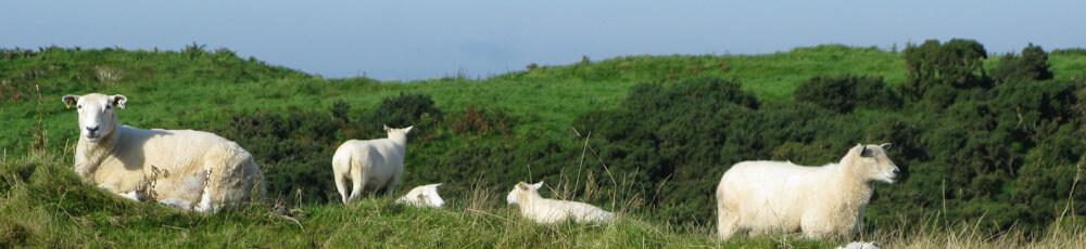 Lleyns Sheep in Dumfries and Galloway
