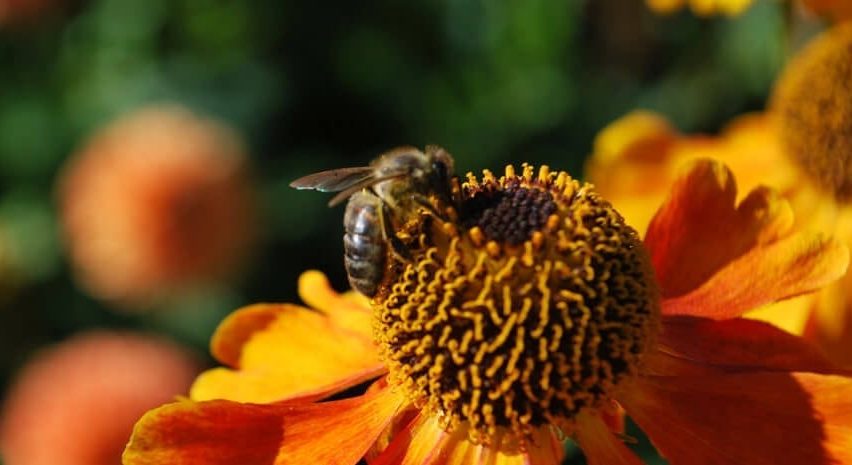 busy bee in Scottish Gardens