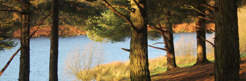 osmotherley trees around lake