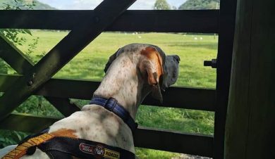 Dog friendly Lake District accommodation