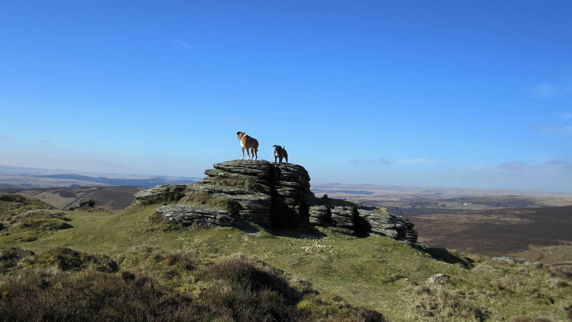 Dog Friendly Accommodation: Dogs in Bunkhouses and Hostels