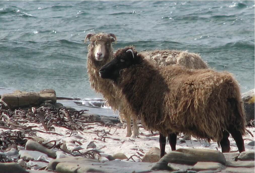 north ronaldsay sheep