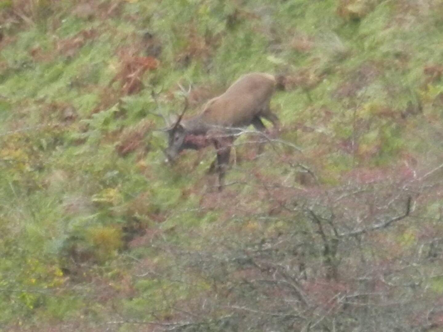 stags rutting on Exmoor neat Blindwell Bunkhouse