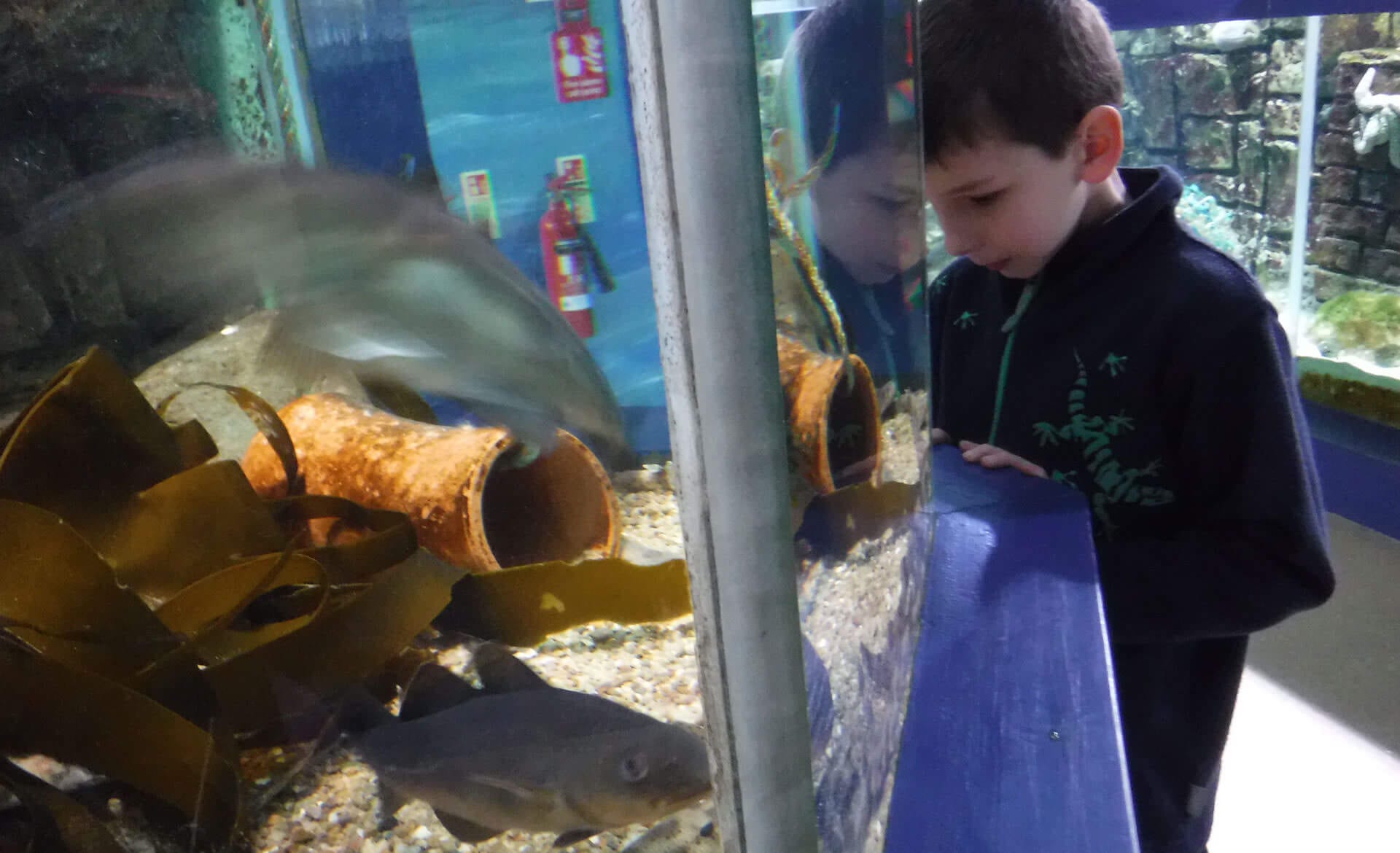Joshua loves Macduff Marine Aquarium near portsoy
