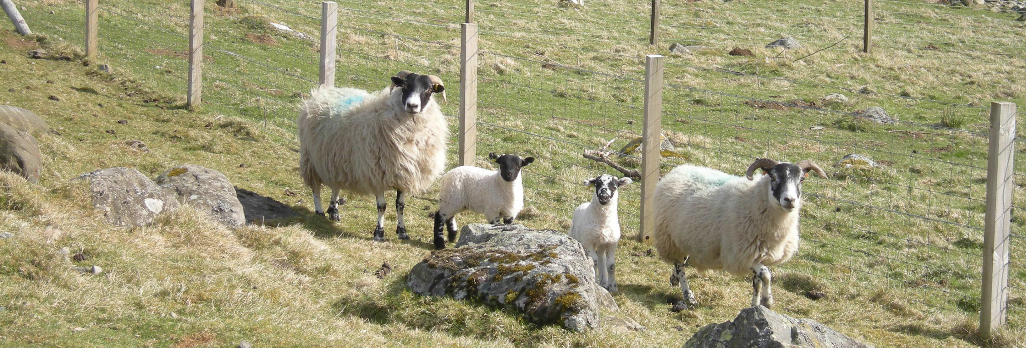 sheep near Prosen hostel in Angus South Cairngorms