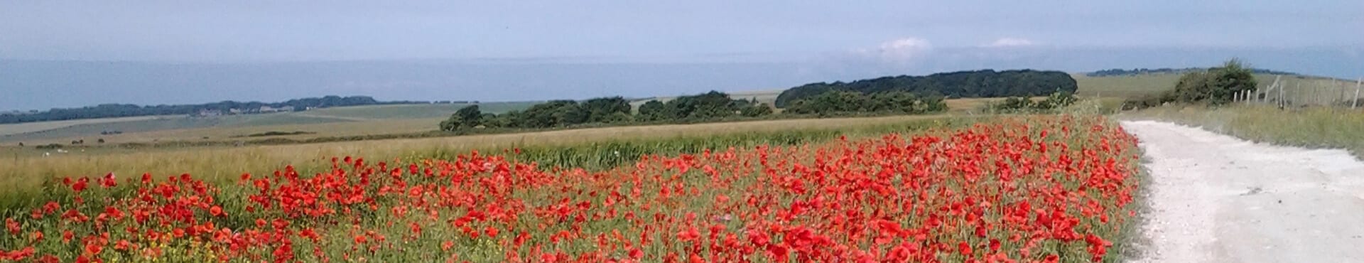 Poppy's on the South Downs Way