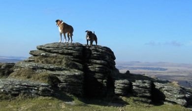 dog friendly accommodation in Wales