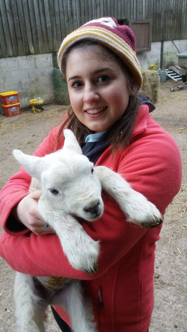 Lambing at Alstonefield Camping Barn
