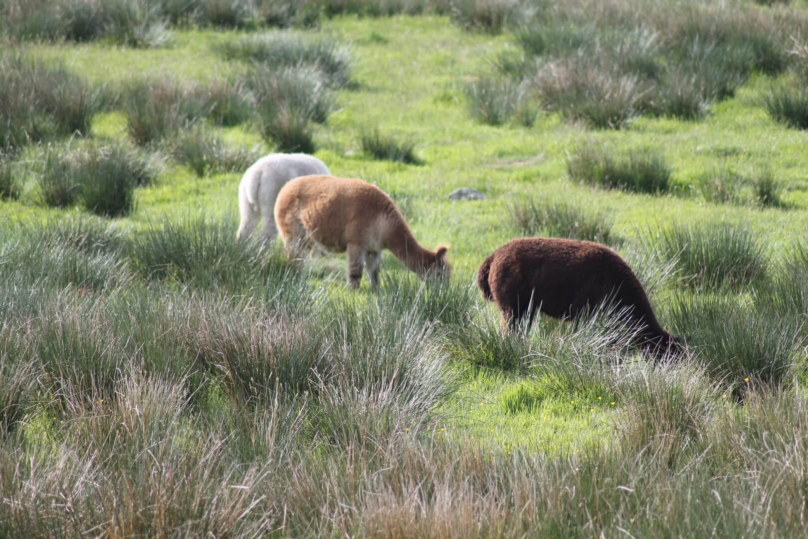 Blakebeck Farm - alpacas