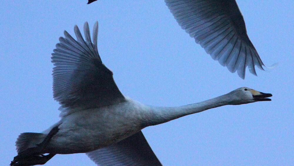 whooper swans wildlife on mull