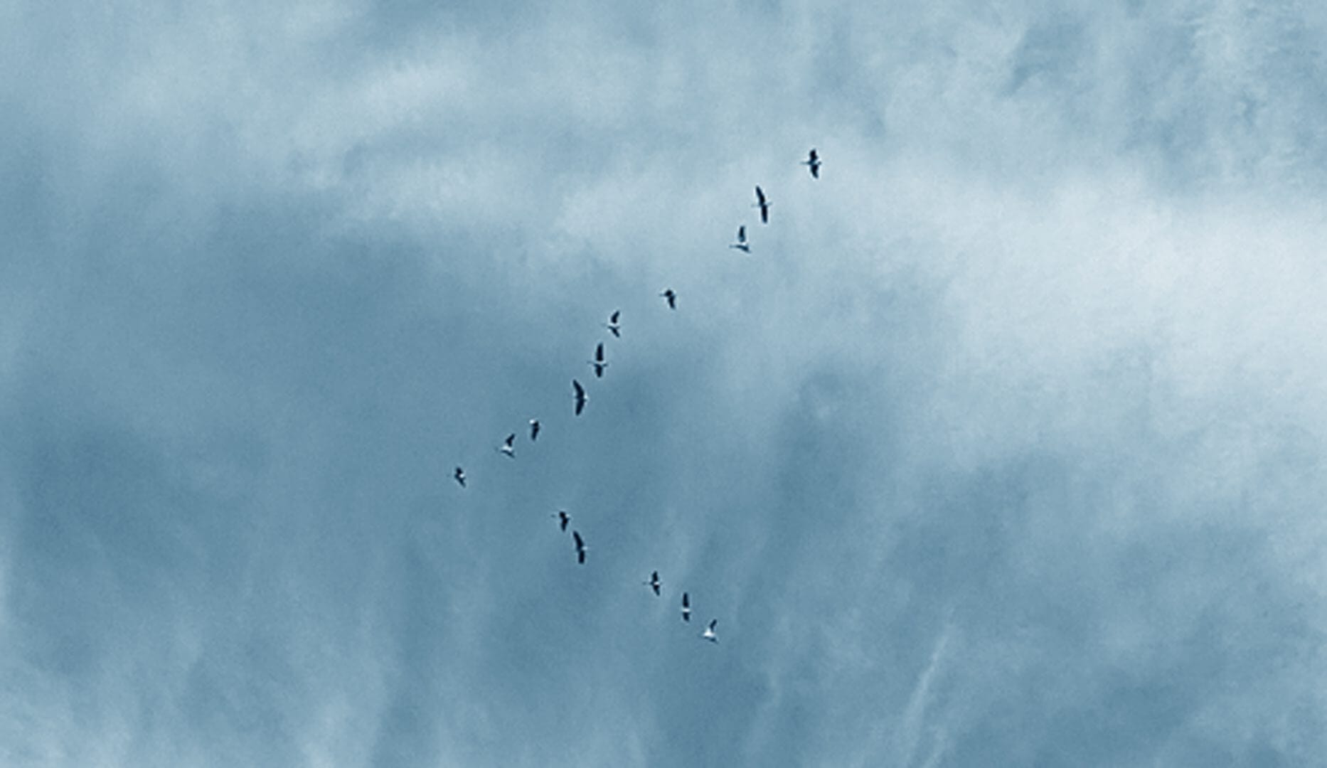 geese over norfolk