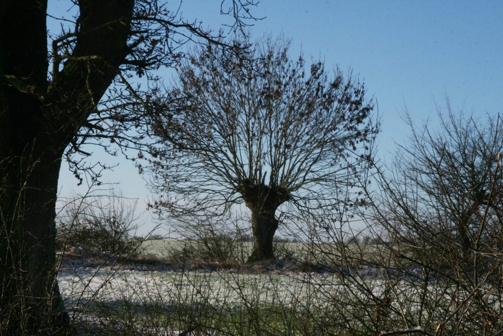 Winter tree at Old Brooder Bunkhouse