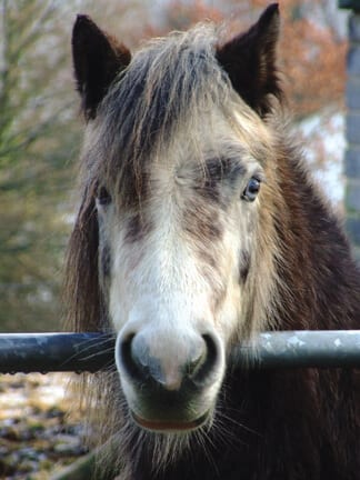 Gilfach Wen Barn - horse