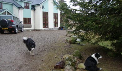 dogs at Gulabin Lodge