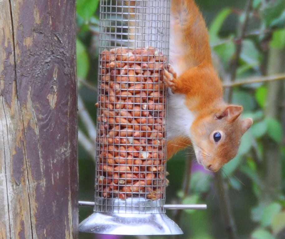 Red squirrel at Forest Way Bunkhouse