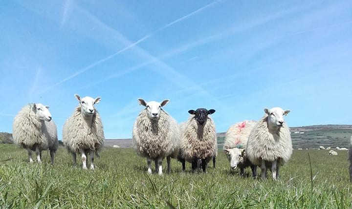 Sheep on Hardingsdown Farm