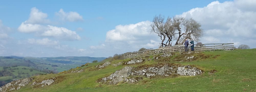 The Lonely tree above Llanfyllin