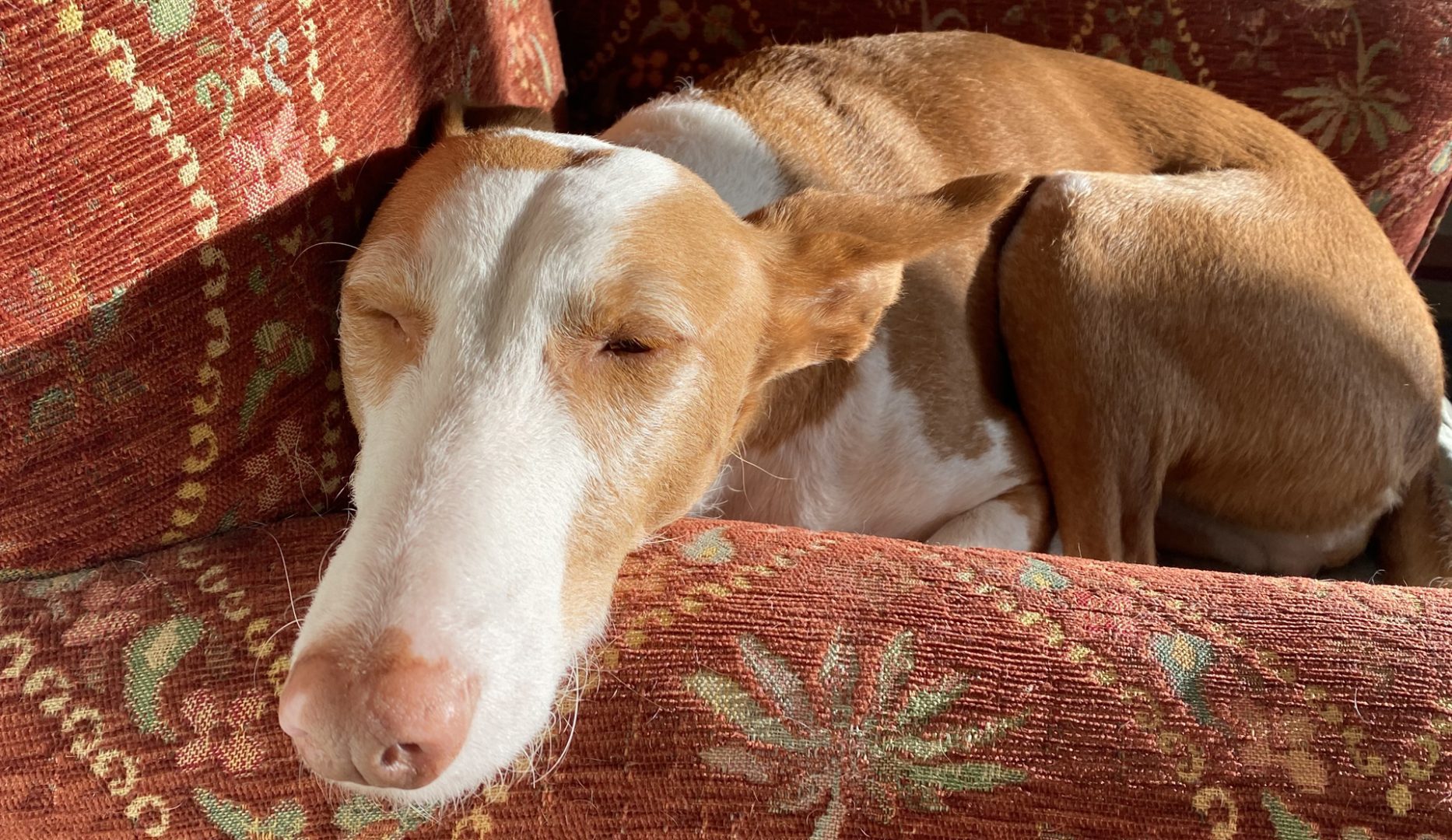 A podenco dog relaxing in florries bunkhouse