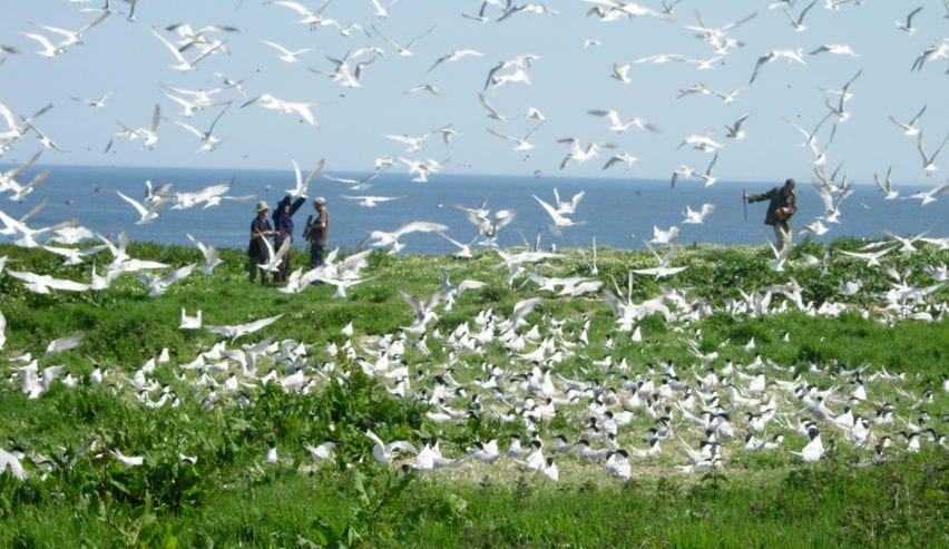 Birds at The Farne Islands - The Hides Seahouses
