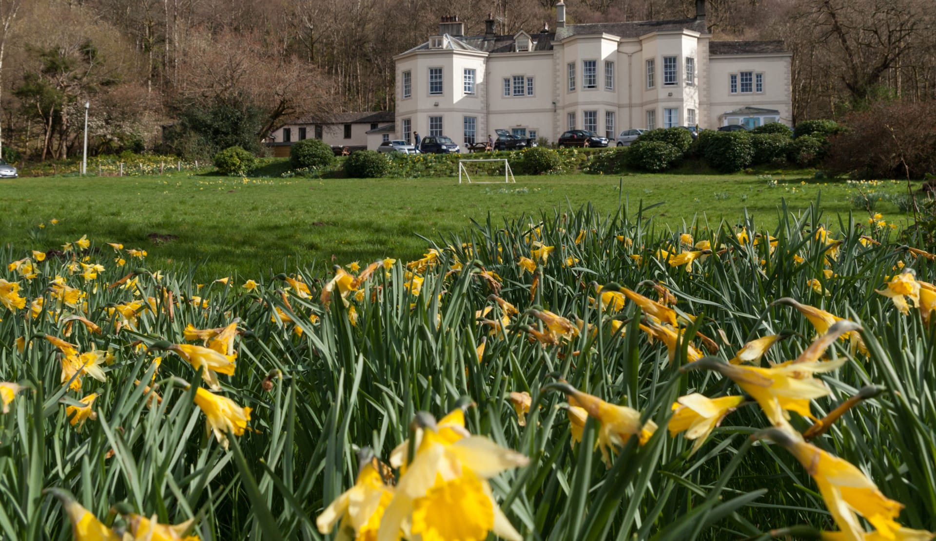 Daffodils at easter at Derwentwater Hostel accommodation