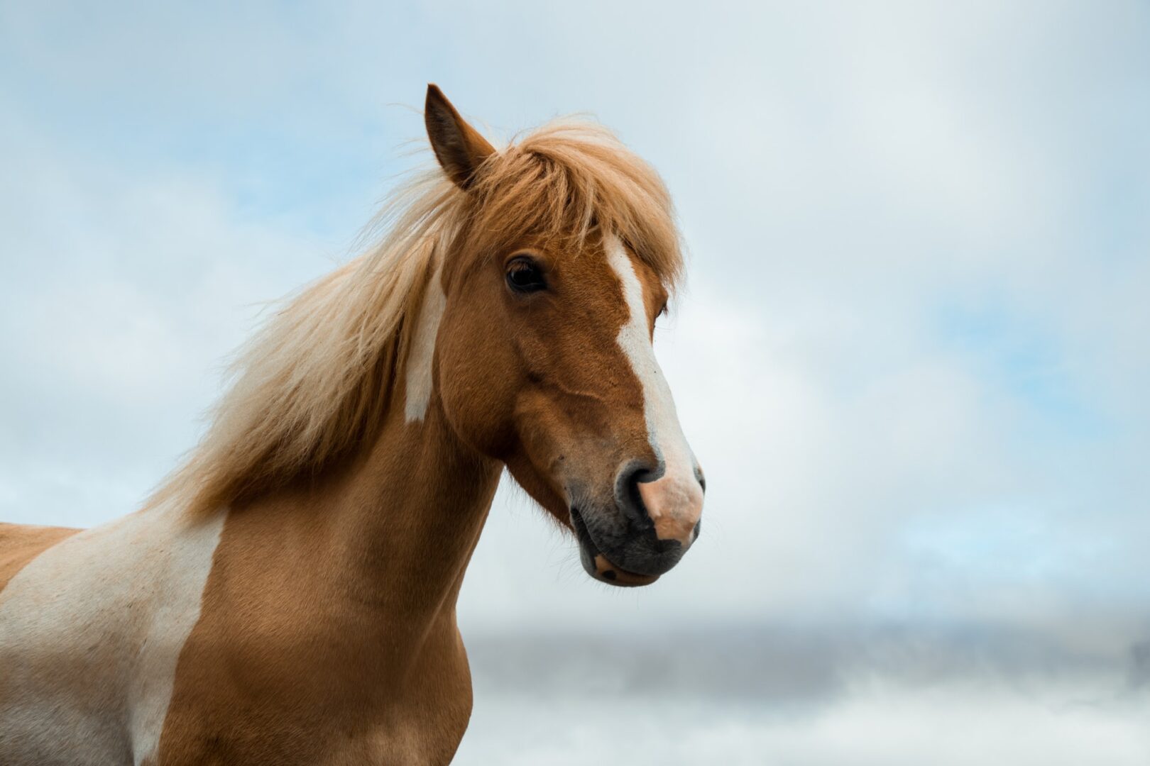 a headshot of a horse set against a cloudy sky
