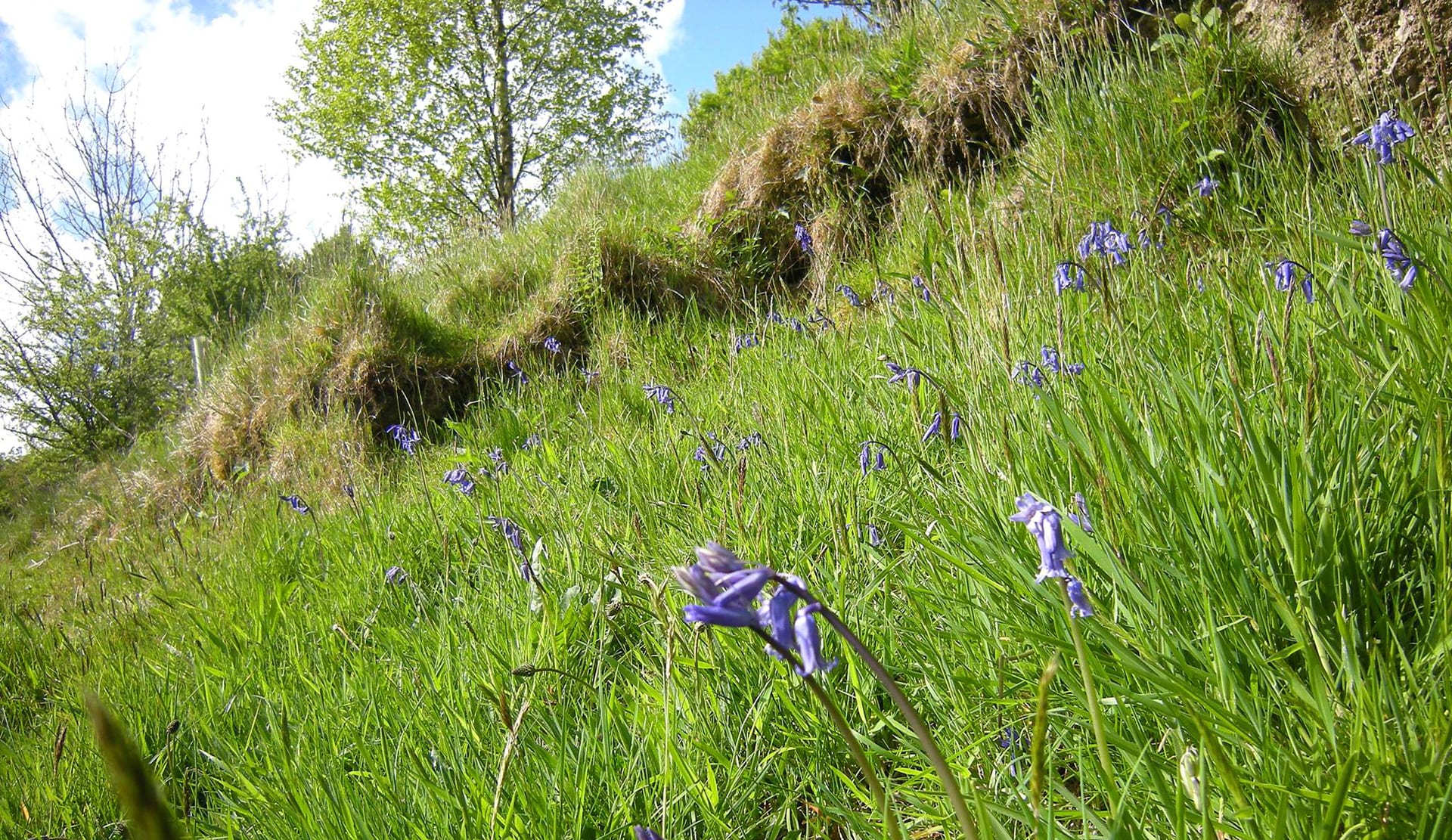 bluebells in mid wales on the spring bank holiday
