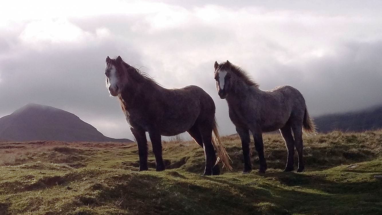 Clyngwyn Bunkhouse - horse friendly accommodation - Brecon Beacons