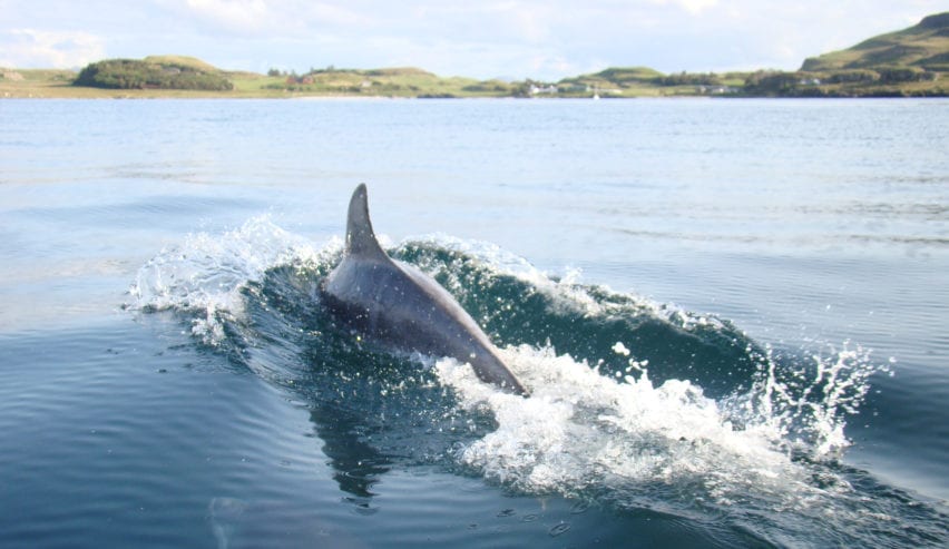 porpoise near Isle of Muck