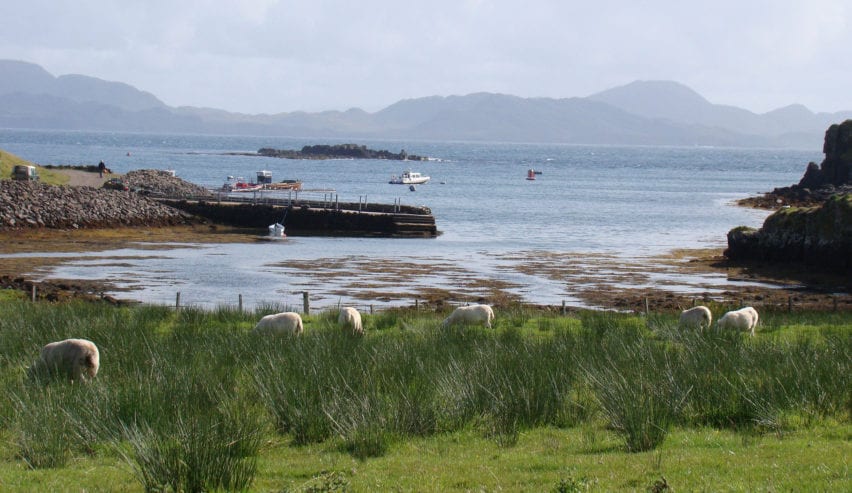 sheep on Isle of Muck
