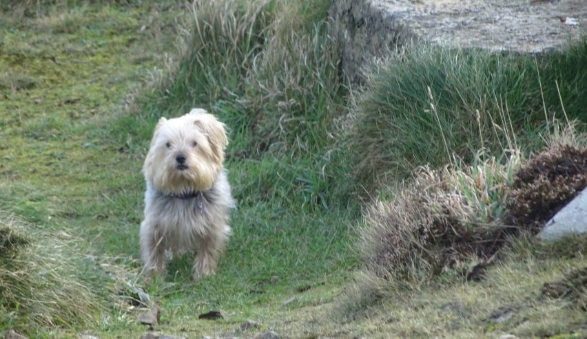 Dog friendly accommodation in the Lake District