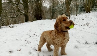 Tilly in snow