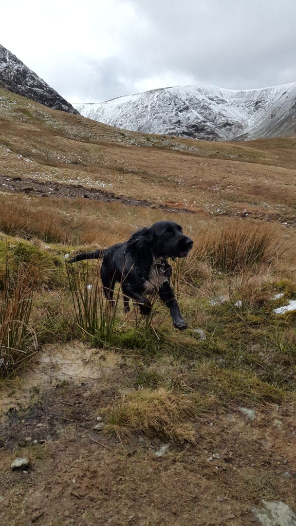 Doggy in mountains