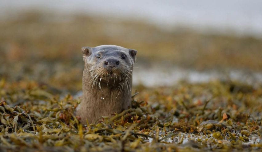 otter at ayres rock on isle of sanday