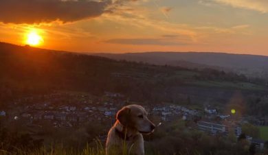 Dog under a peak district sunset