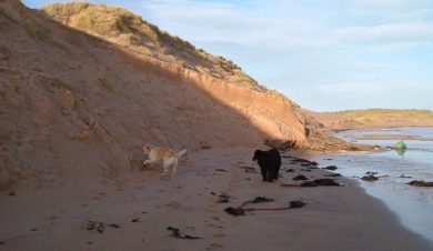 Dogs on the Gower Peninsula