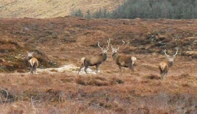 red deer at Ledgowan Lodge Hotel & Bunkhouse Ross-shire