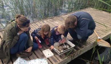 Two adults and two children are partaking in pond dipping at Slapton Ley FSC