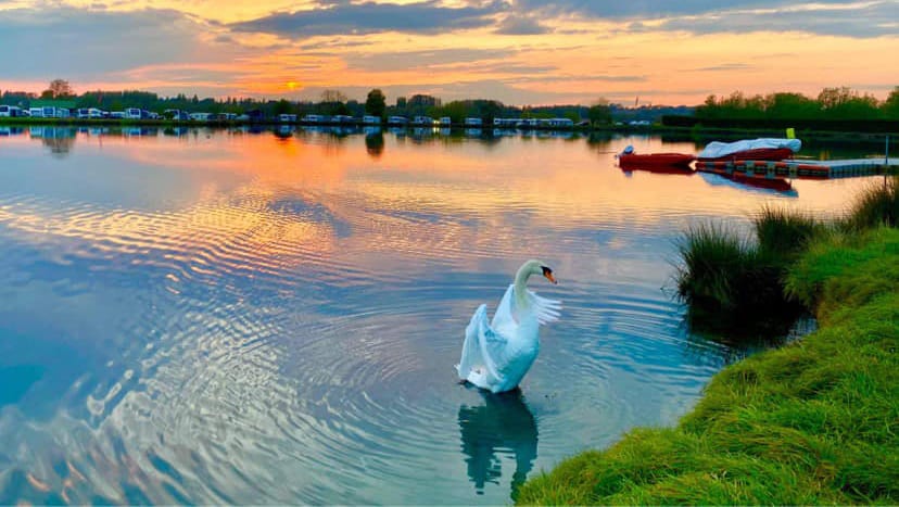 croft farm waterpark with swan