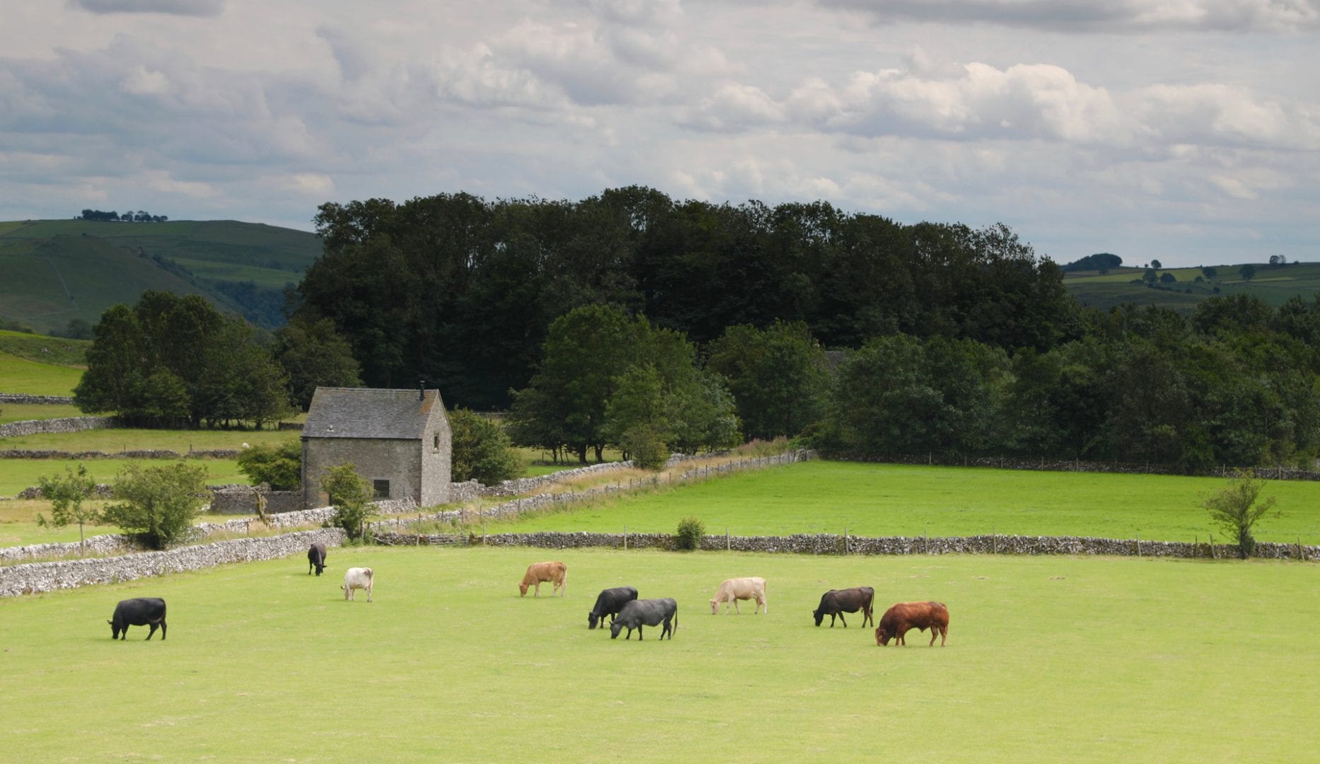 cows and landscape around alstonefield camping barn