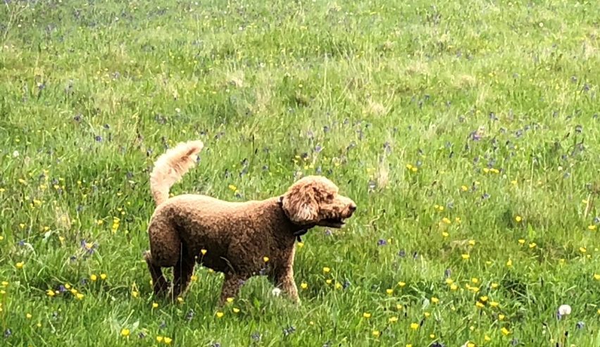Dog in field, Peak District