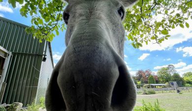 Very close up of a donkey's nose