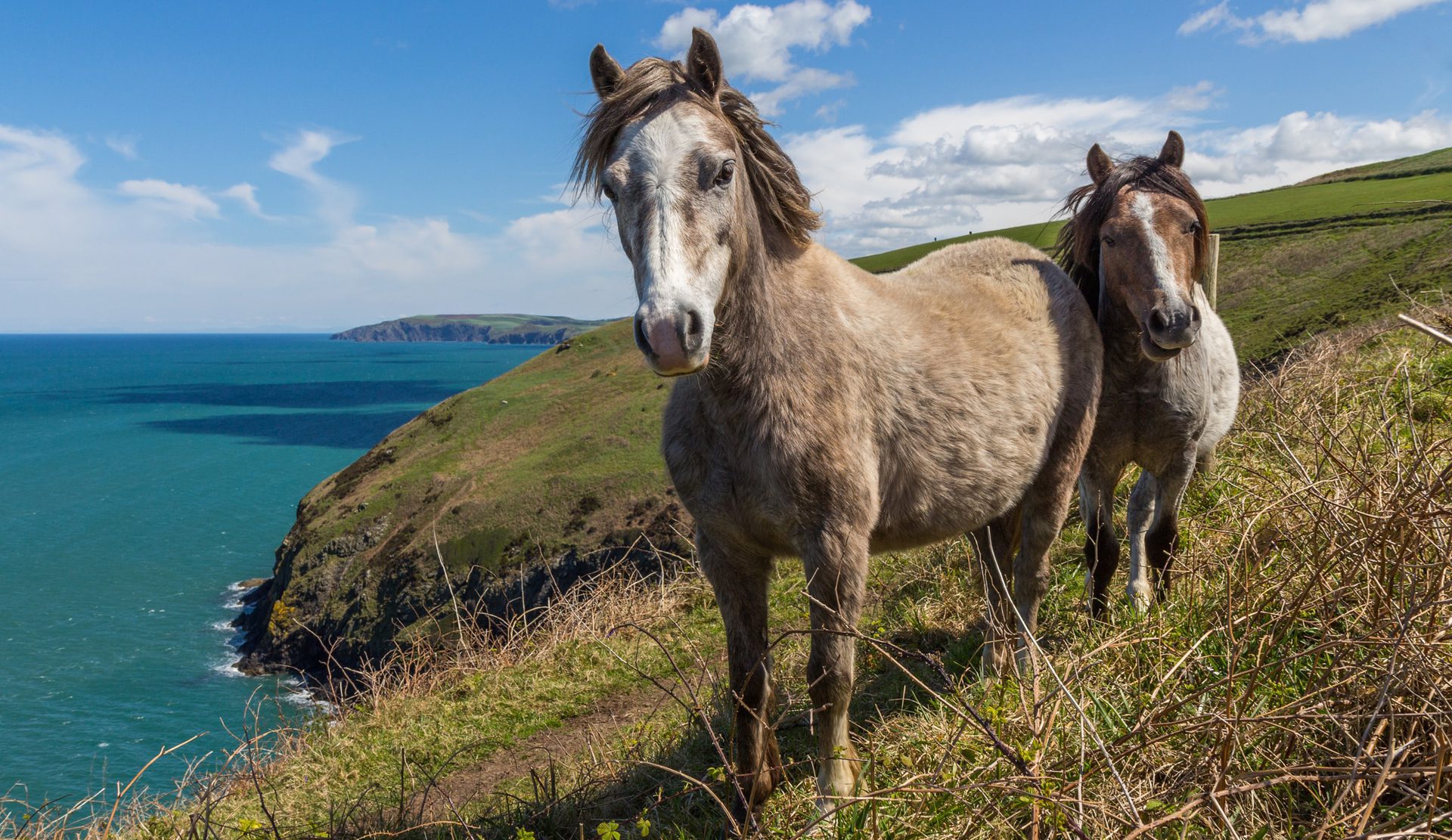 Two curious ponies on the pembrokeshire coast path near the Azure sea 