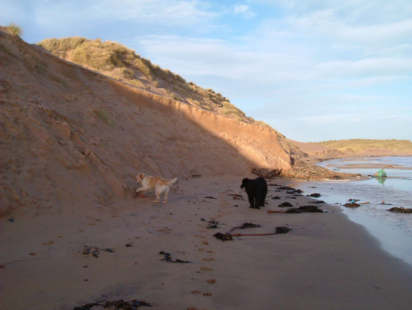 Dogs on a beach holiday