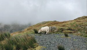 Sheep on mountains 