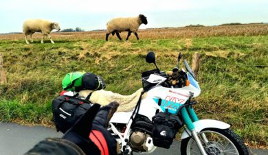 bike and sheep