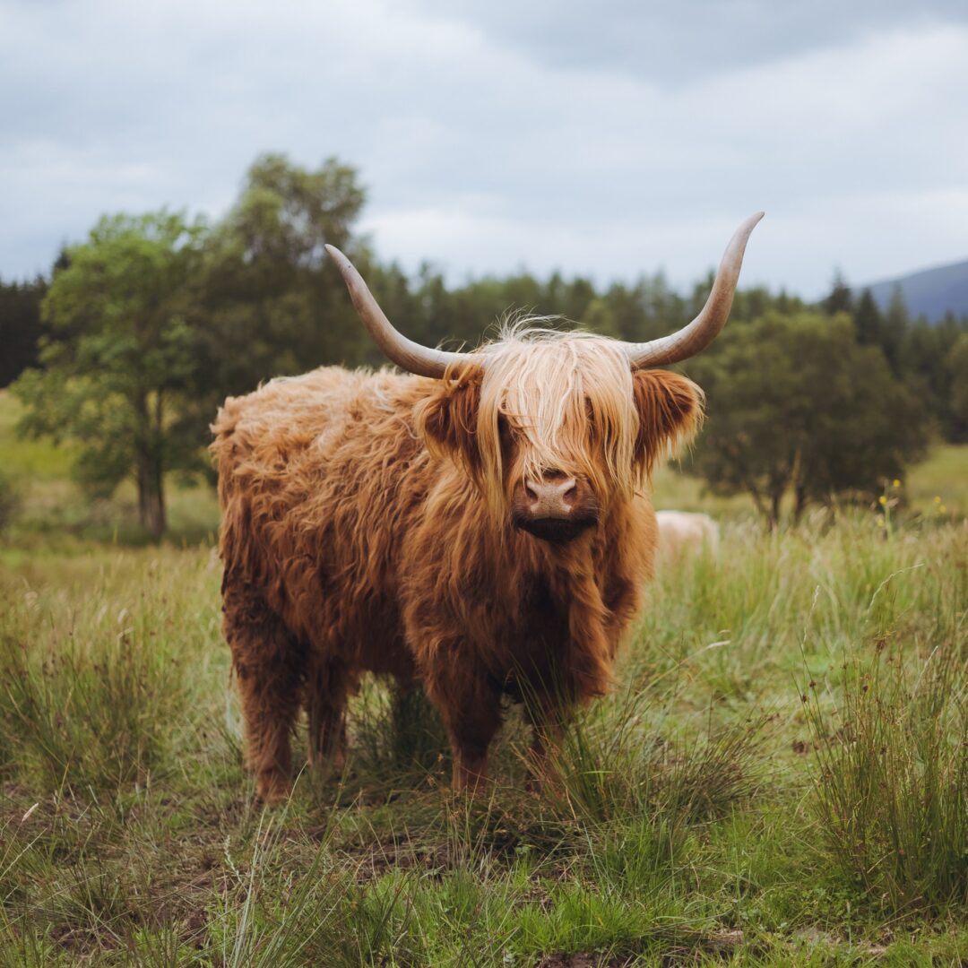 a beautiful highland cow stood in a field