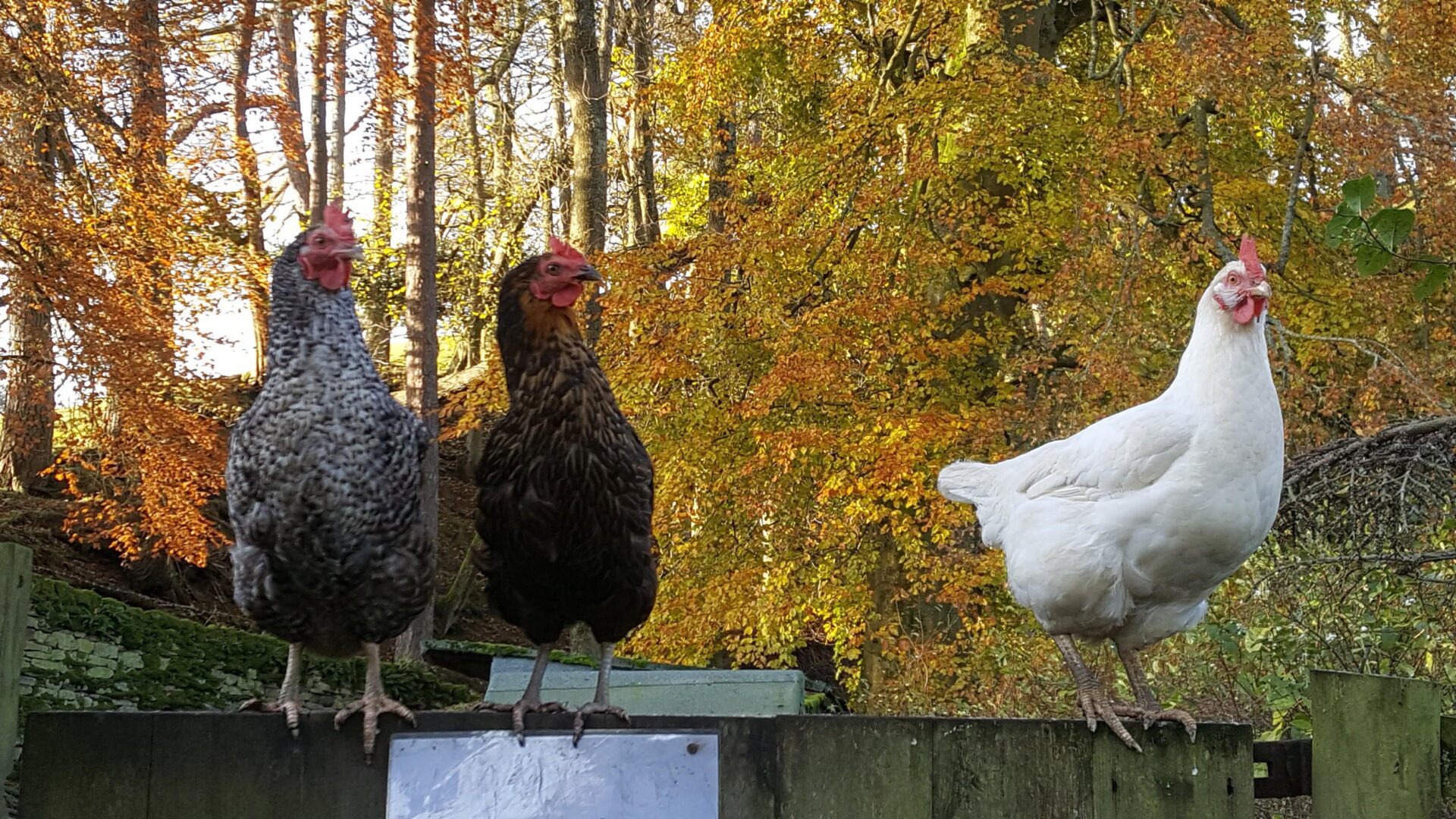 3 happy hens on a fence