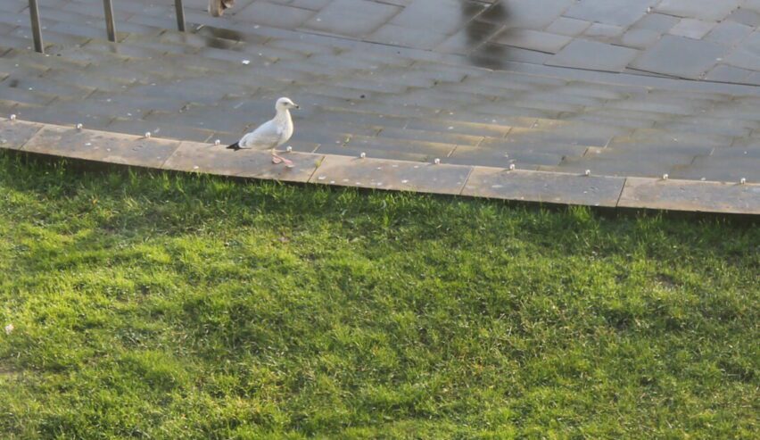 Seagull on castle square